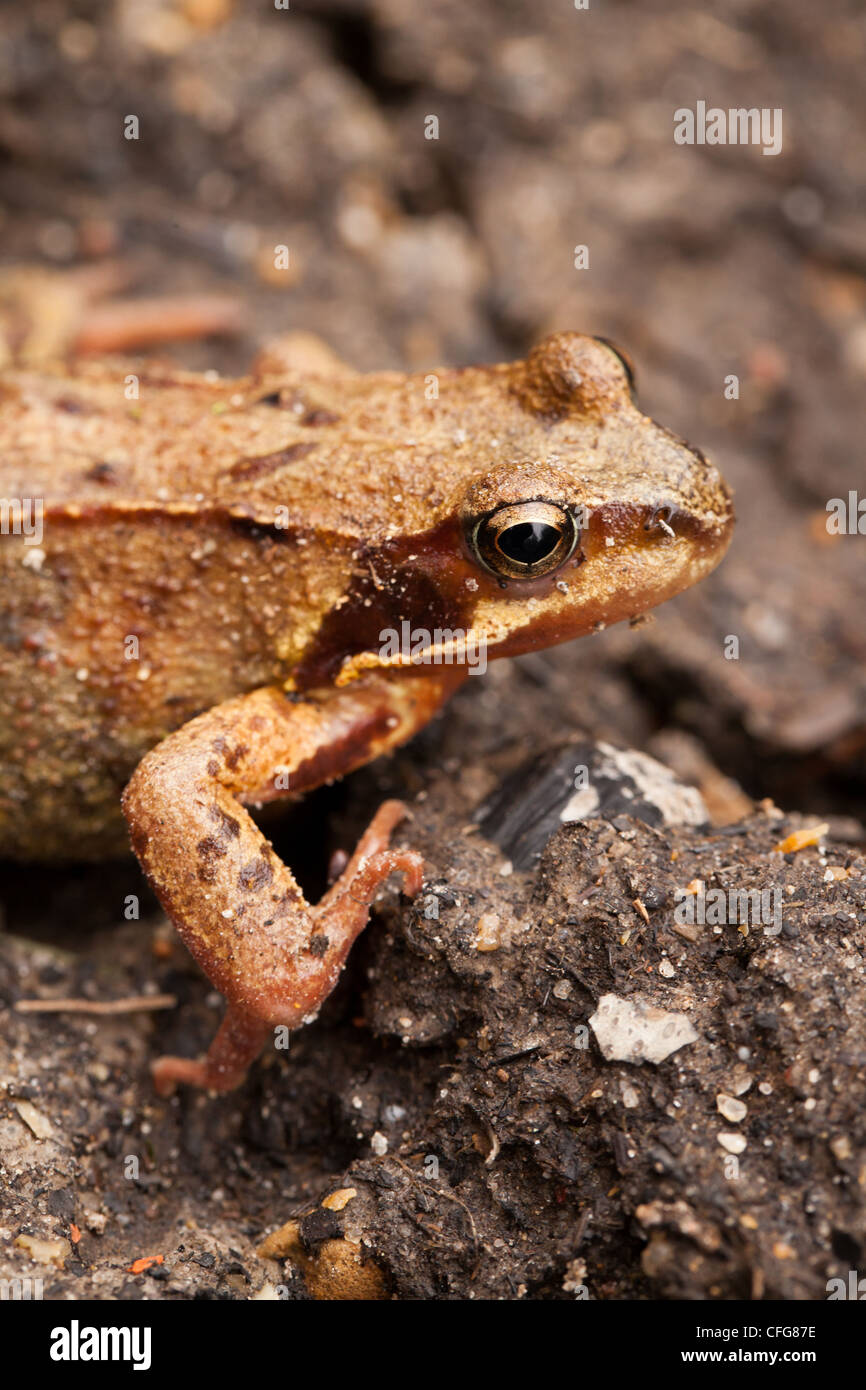 Brownish red Common Frog (Rana temporaria), Norfolk, UK Stock Photo Alamy