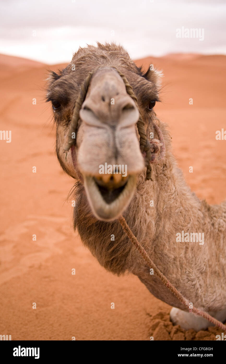 Trekking Camels sitting in the sandy desert dunes (Camelus dromedarius) Stock Photo