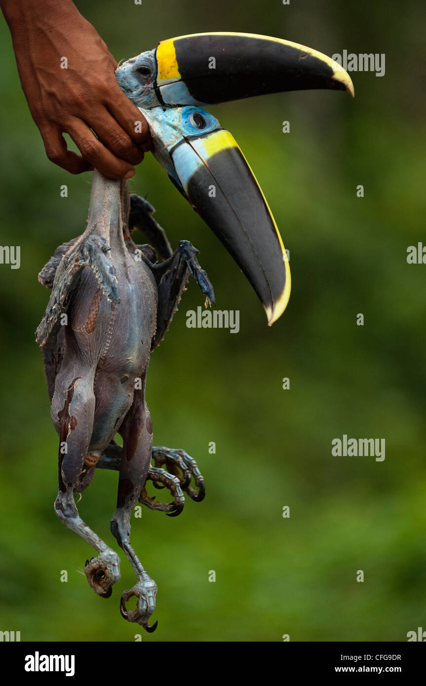 White-throated or Cuvier's Toucans killed for meat by Huaorani Indians. Yasuni National Park, Amazon rainforest, Ecuador Stock Photo