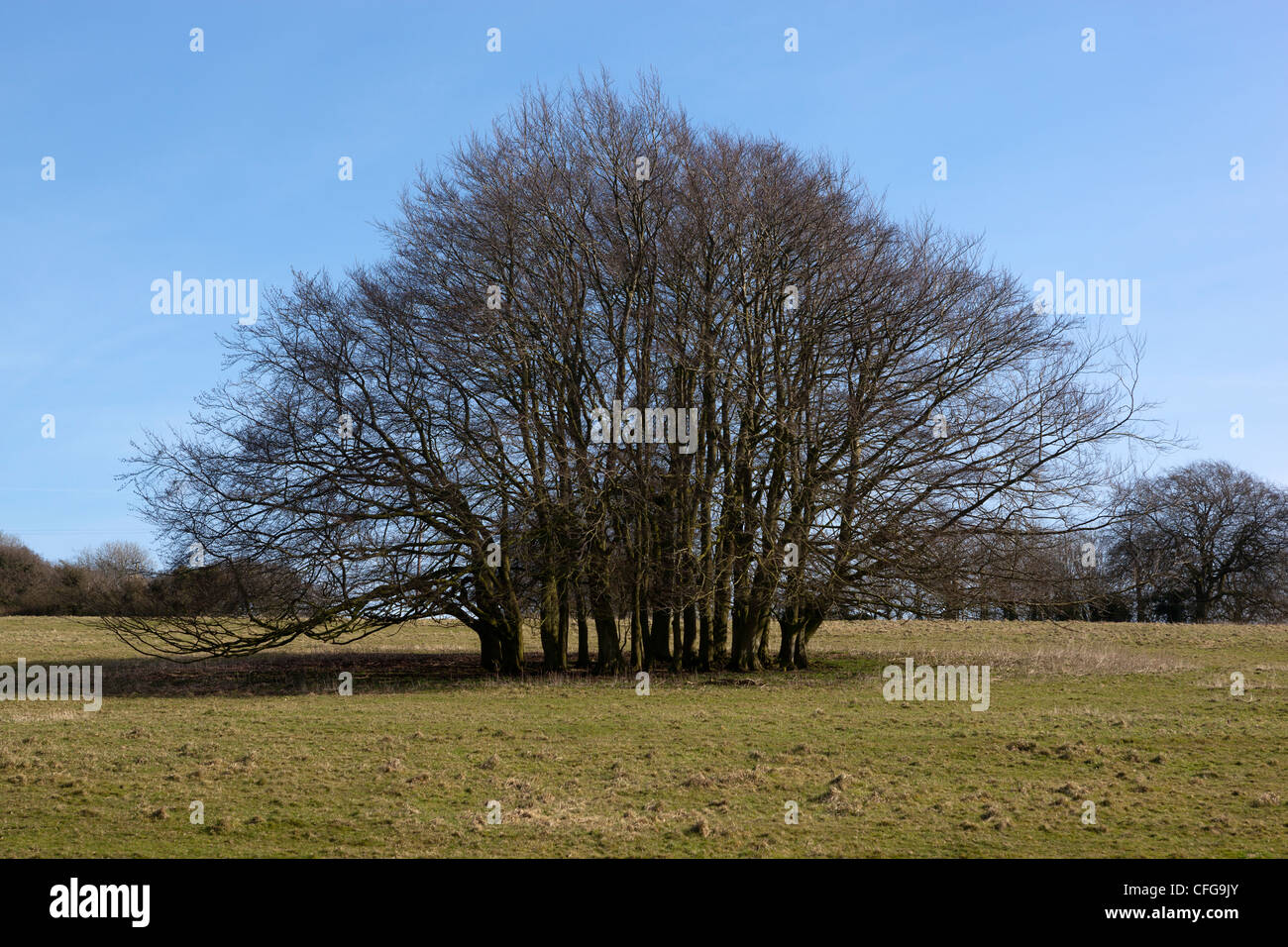 Copse of trees Stock Photo - Alamy