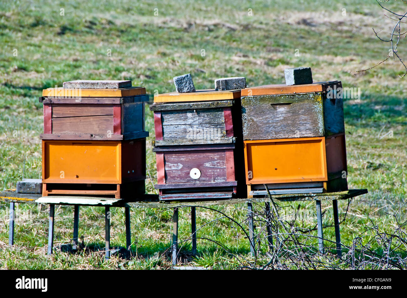 bee stocks in spring Stock Photo