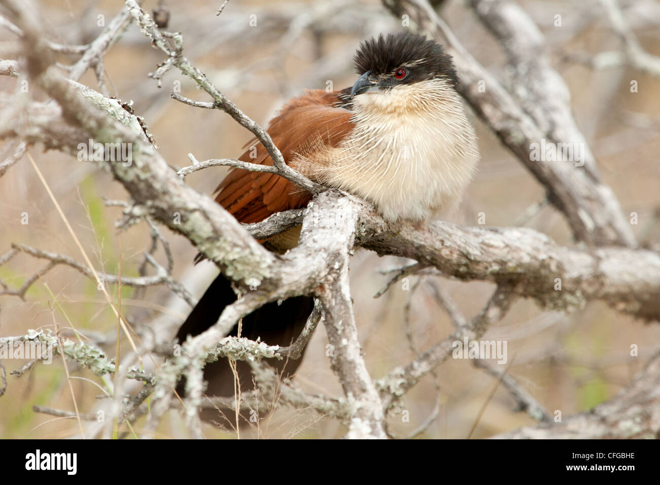 A Burchell's Coucal sitting in a tree (Centropus burchellii) Stock Photo