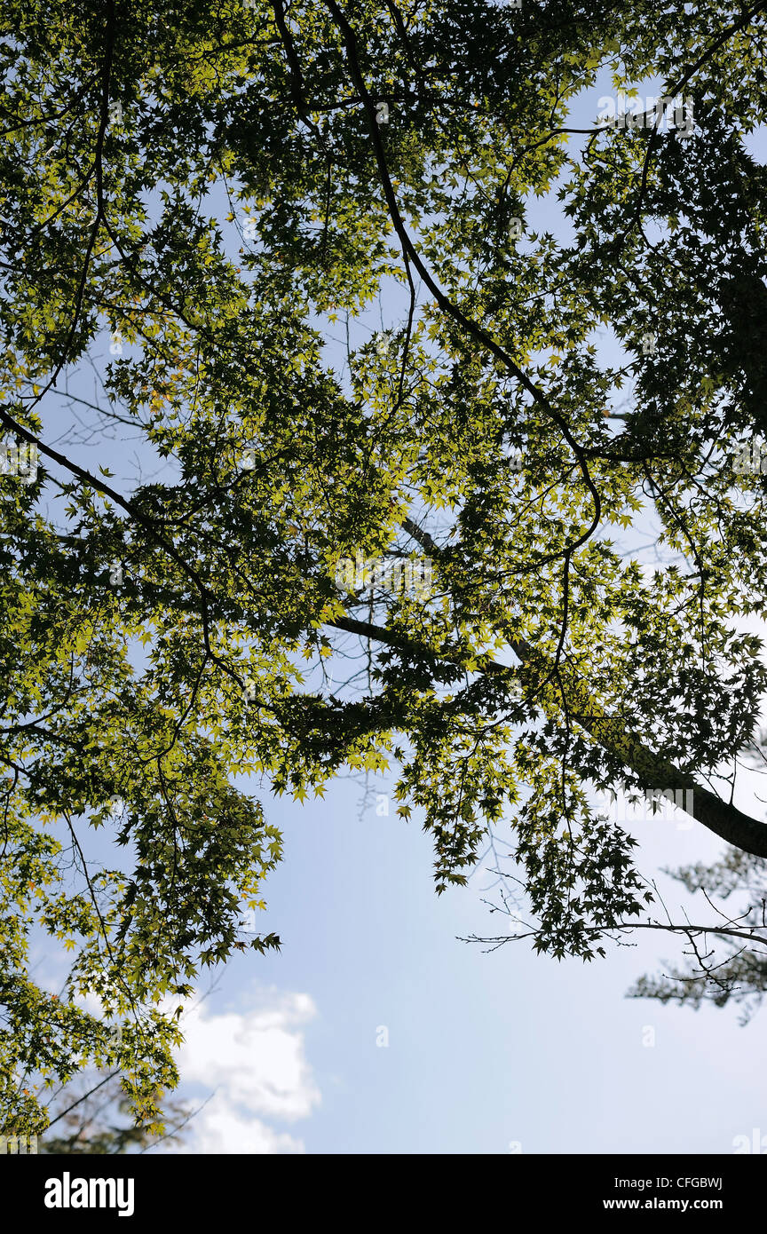 maple tree with green leaves against blue sky, Japan Stock Photo - Alamy