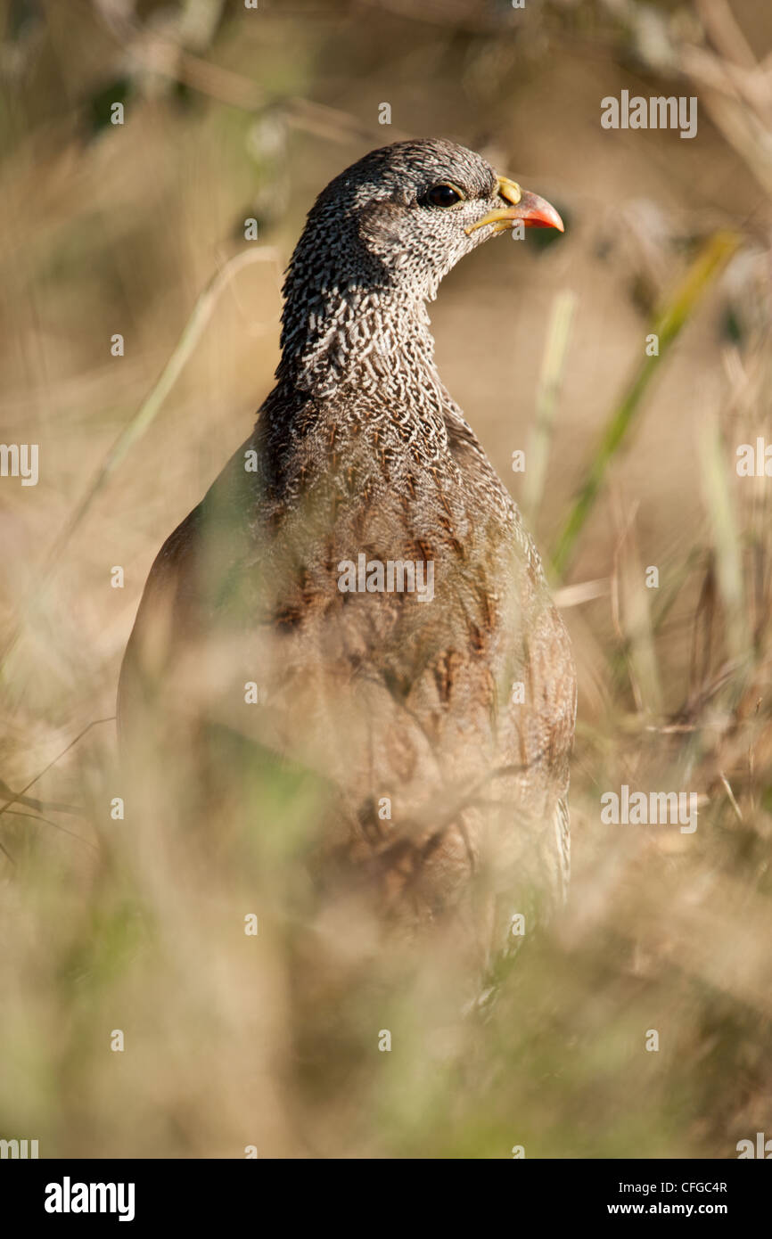 A Natal Francolin in long grass (Pternistis natalensis) Stock Photo