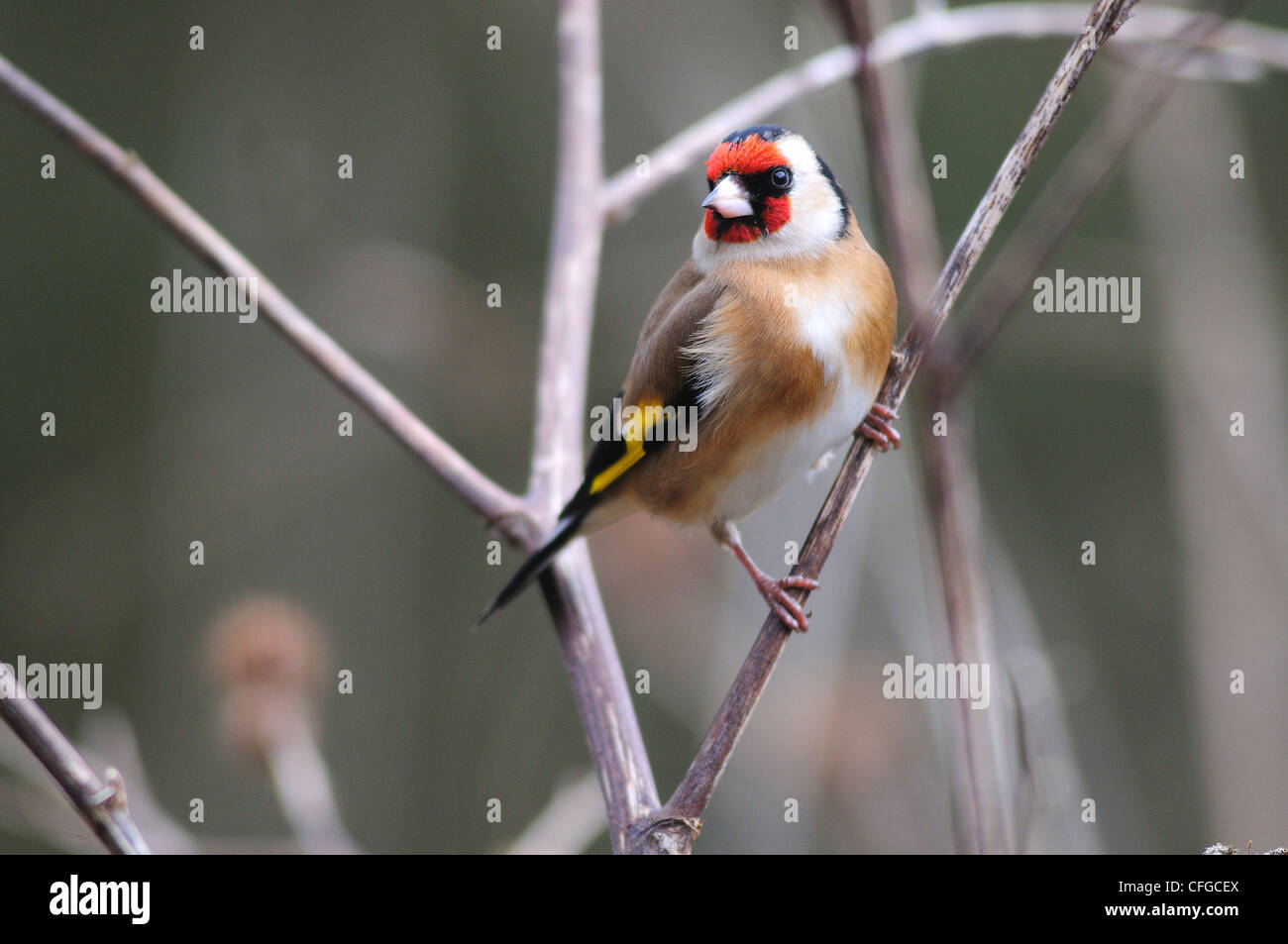 A goldfinch perched on a twig UK Stock Photo
