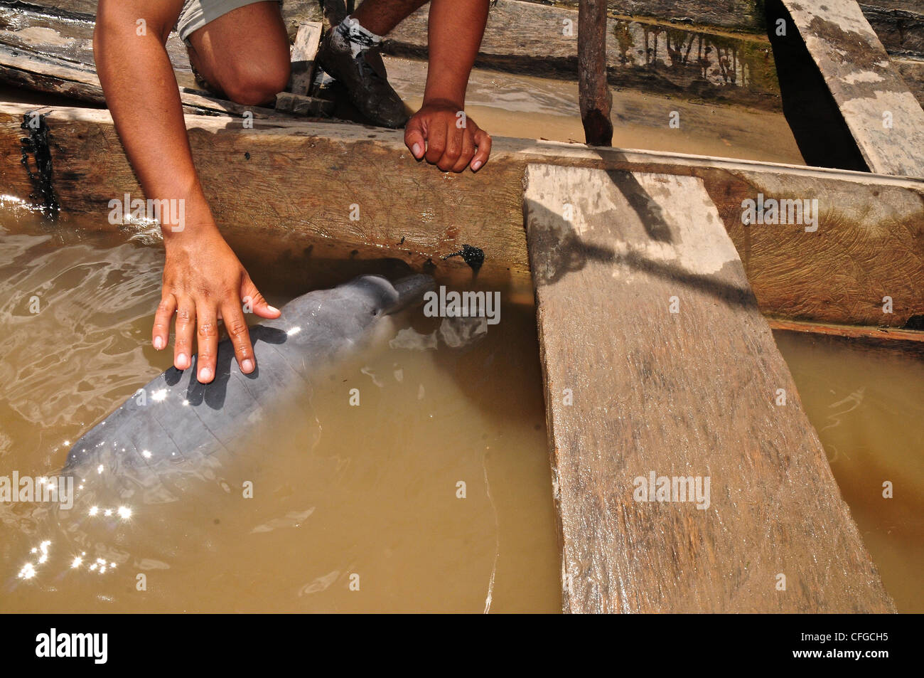Captive baby pink river dolphin destined for illegal animal trade Stock
