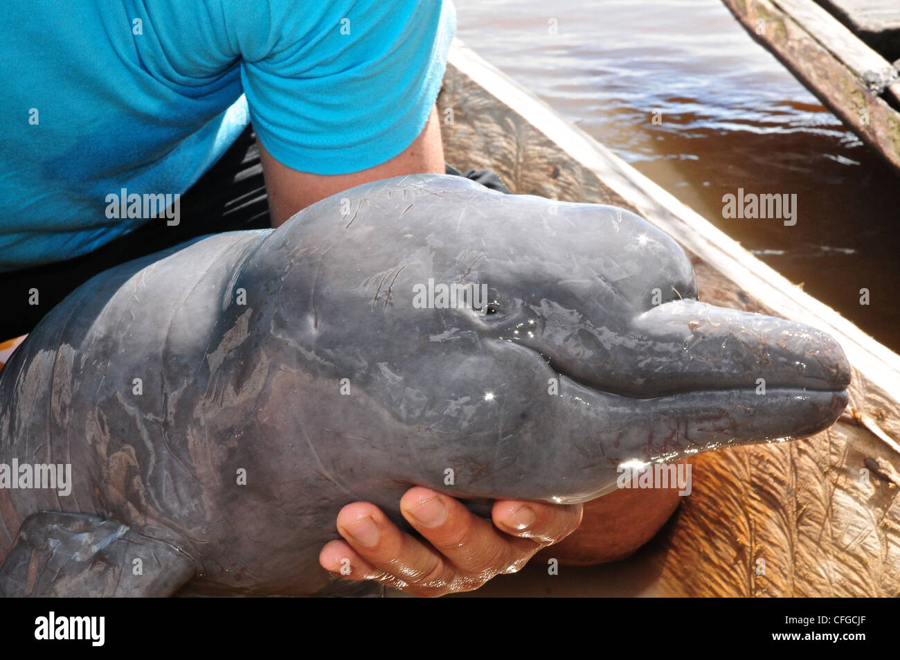 Amazon River Dolphin Baby High Resolution Stock Photography And Images Alamy Amazon River Dolphin Baby High Resolution Stock Photography And Images Alamy