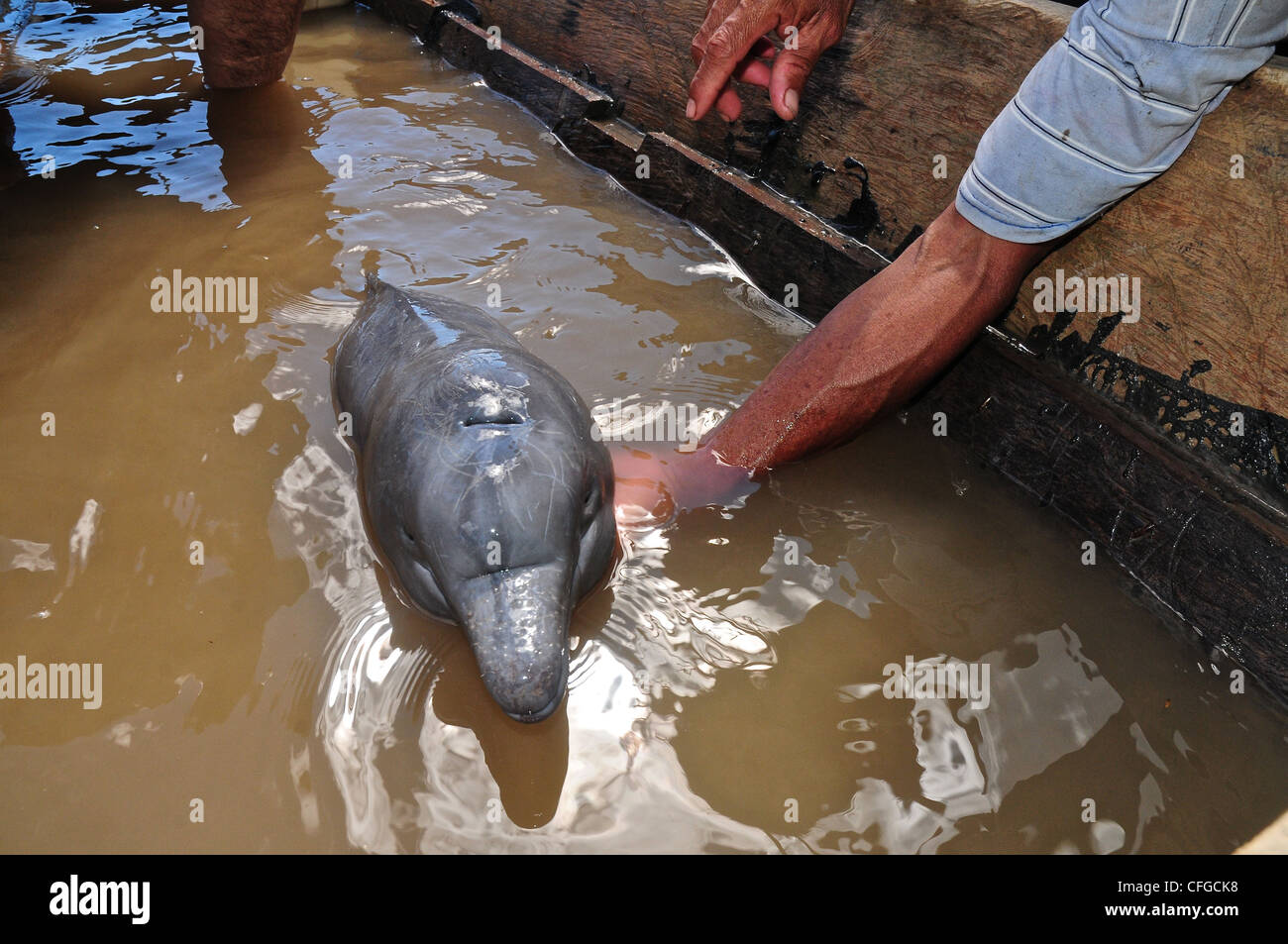 Amazon River Dolphin Baby Hi Res Stock Photography And Images Alamy