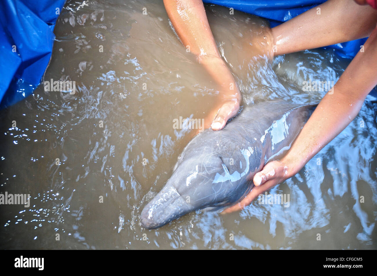 Rescue Of A Dying Illegally Poached Baby Pink River Dolphin Stock Photo Alamy Rescue Of A Dying Illegally Poached Baby Pink River Dolphin Stock Photo Alamy