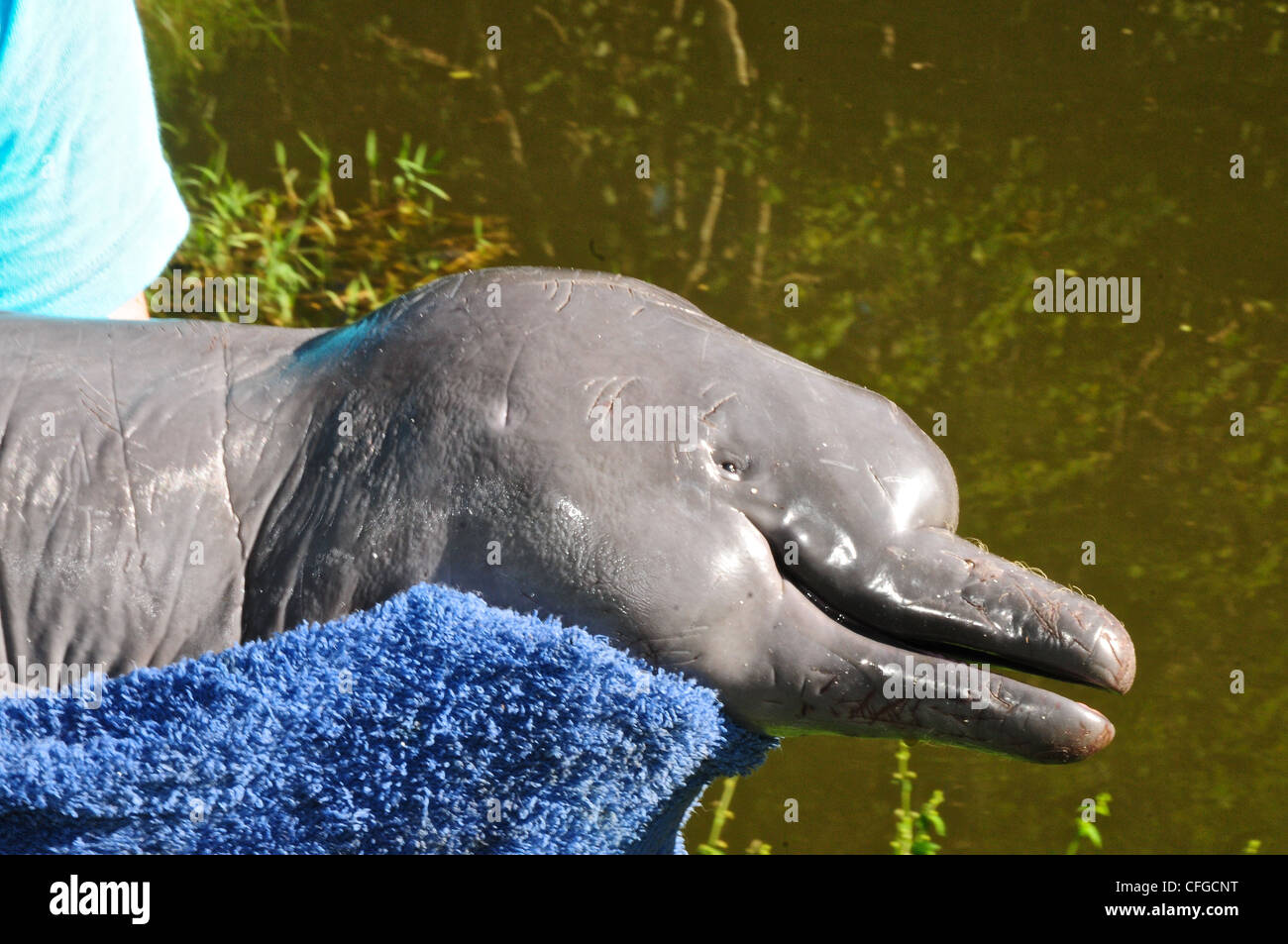 Pink dolphin peru hires stock photography and images Alamy