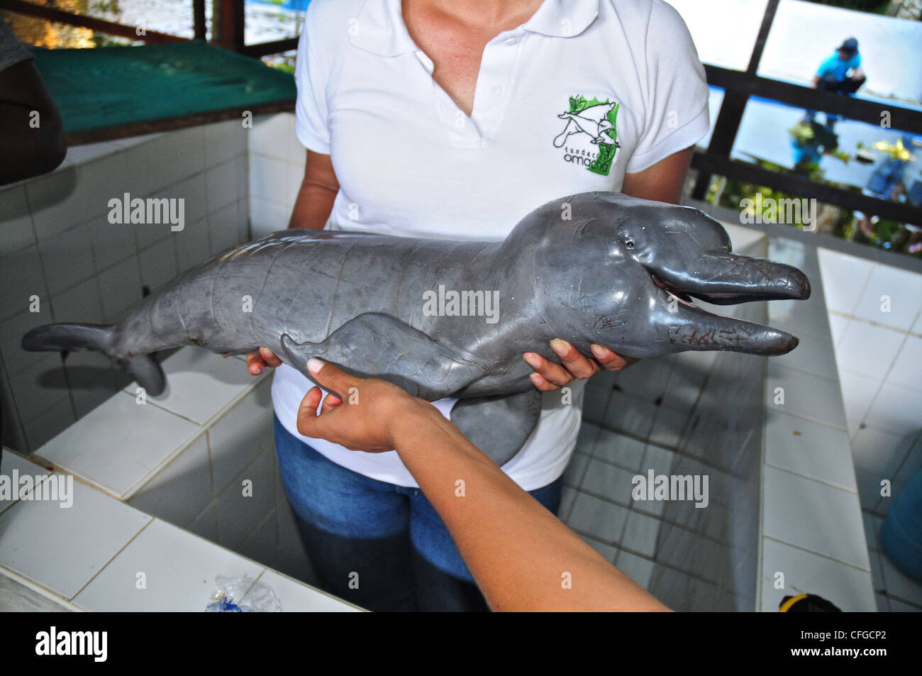 DNA sampling from a pink river dolphin, dead from poaching injuries