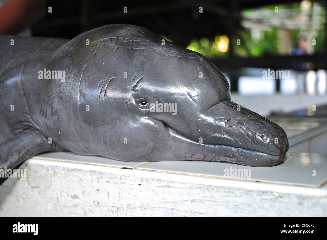 Pink dolphin peru hires stock photography and images Alamy