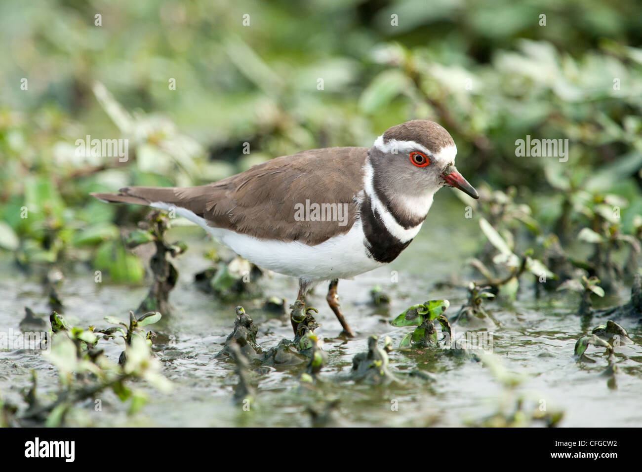 A Three-banded Plover in water (Charadrius tricollaris) Stock Photo