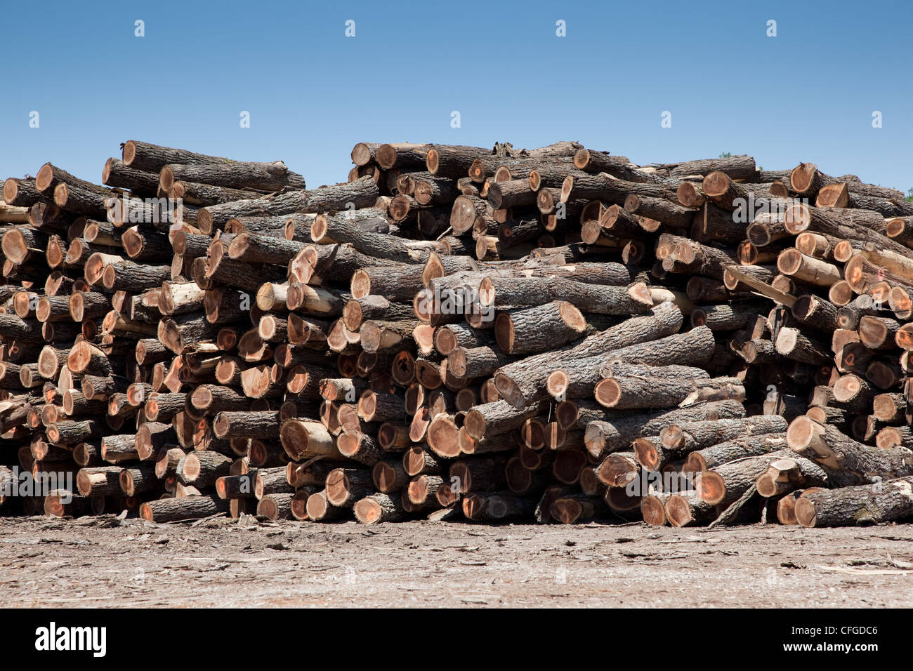 A large stack of freshly cut logs Stock Photo