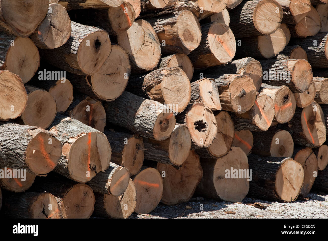A large stack of freshly cut logs Stock Photo