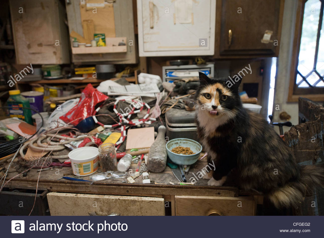 A Cat Sits On A Cluttered Countertop In Lincoln Ne Stock Photo