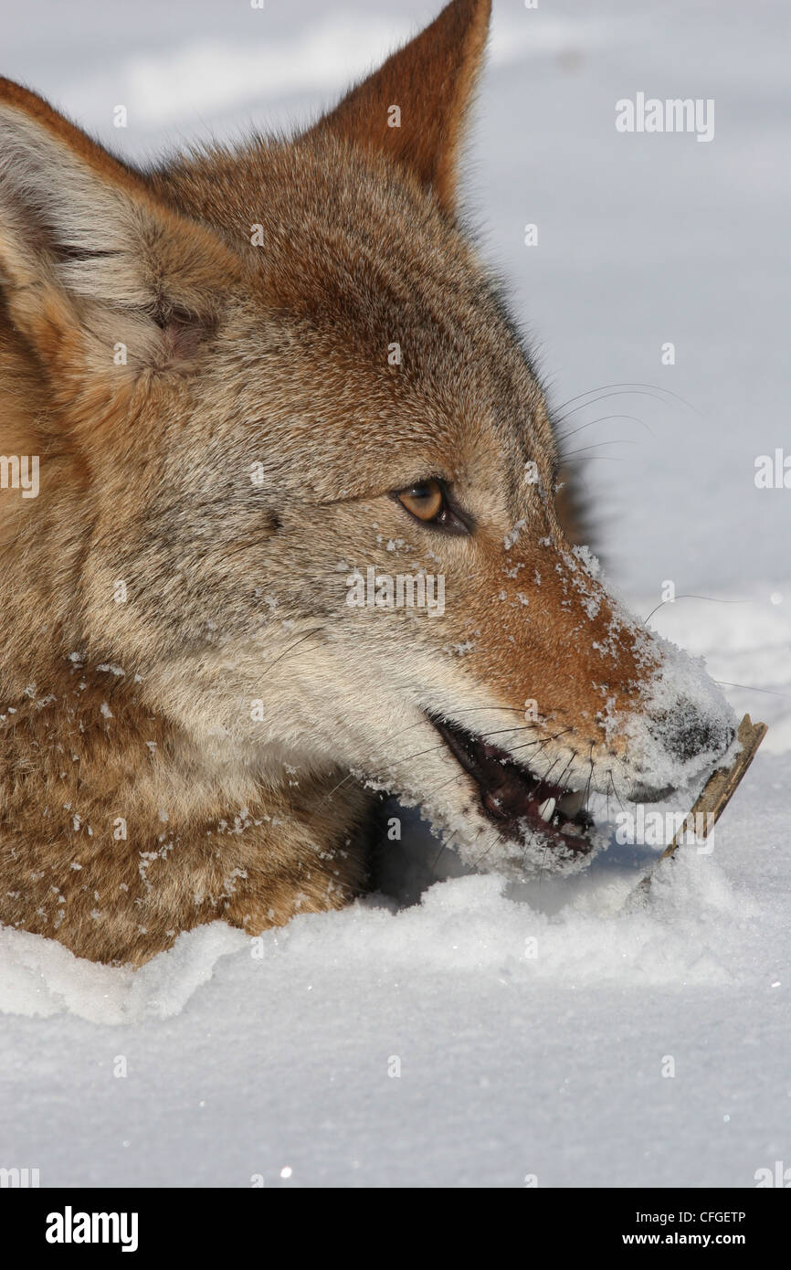Coyote hunting in snow with bobwhite quail prey Ohio Stock Photo - Alamy