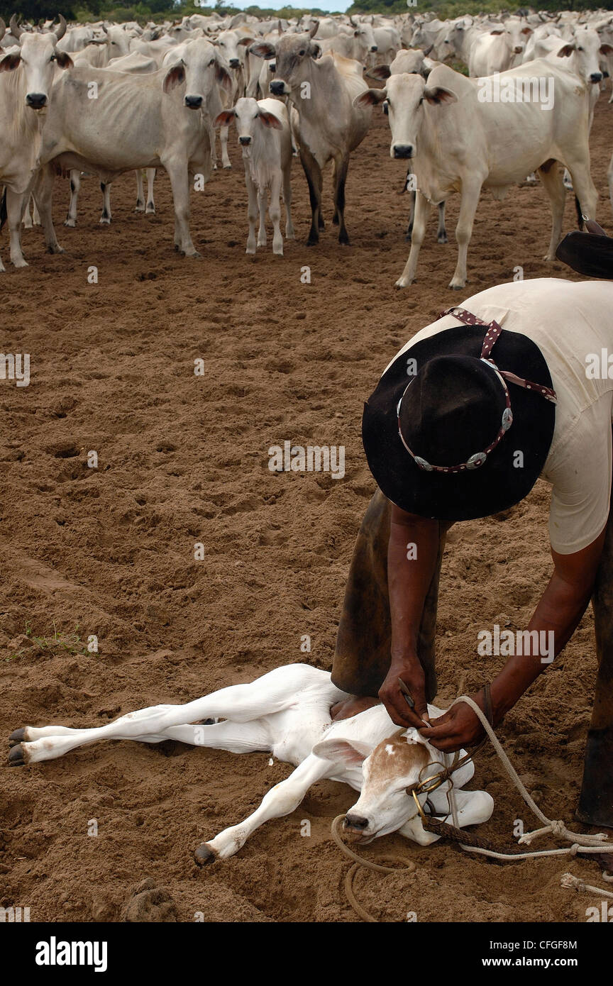 Comitiva de gado, peão de boiadeiro, boi, Bos taurus, Cortege of Cattle,  Peasant of Cowboy, Ox, Miranda, Mato Grosso do Sul, Brazil Stock Photo -  Alamy