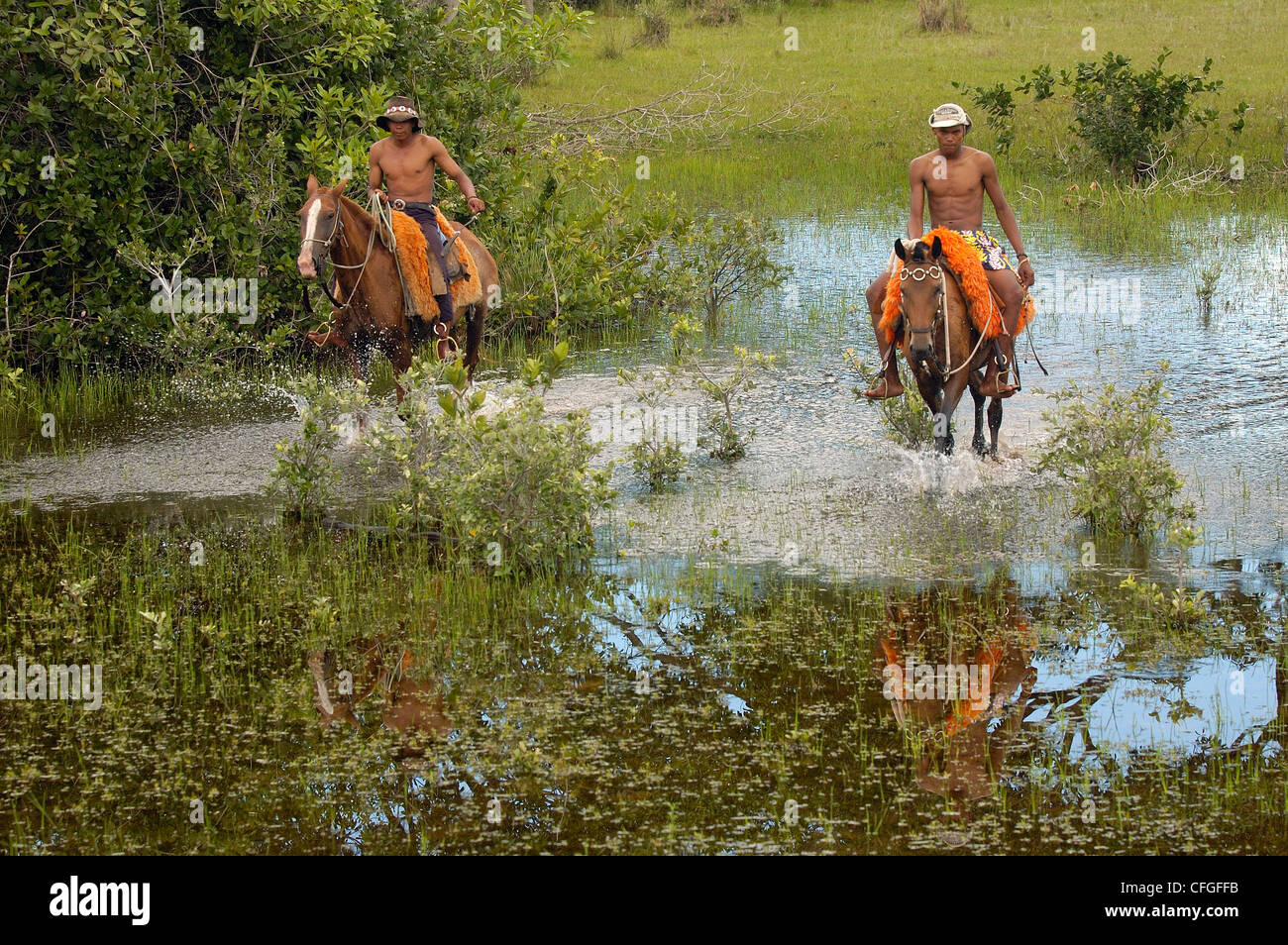 Comitiva de gado, peão de boiadeiro, boi, Cortege of Cattle, Peasant of  Cowboy, Ox, Bos taurus, Miranda, Mato Grosso do Sul, Brazil Stock Photo -  Alamy