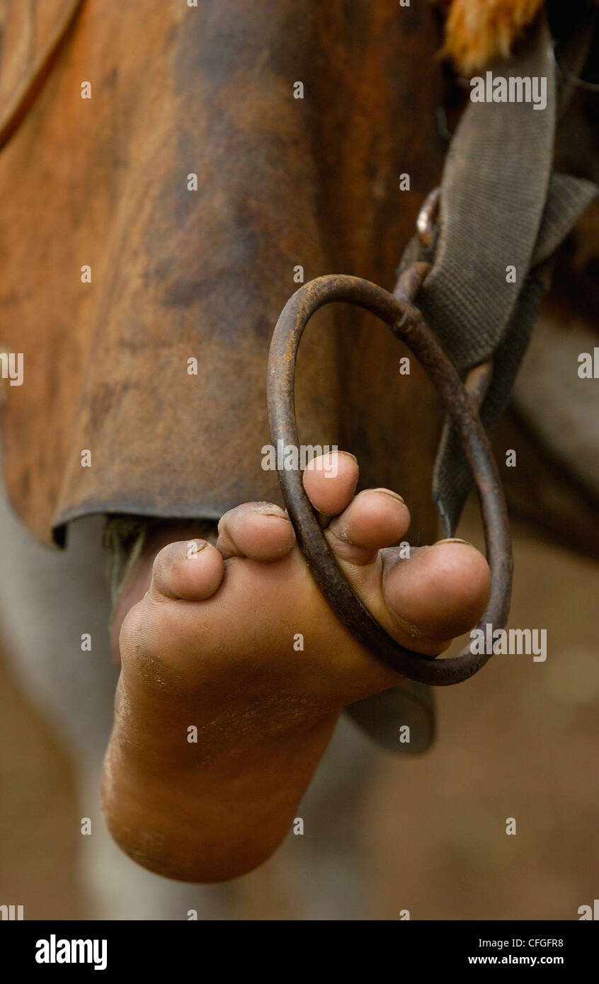 Comitiva de gado, peão de boiadeiro, boi, Cortege of Cattle, Peasant of  Cowboy, Ox, Bos taurus, Miranda, Mato Grosso do Sul, Brazil Stock Photo -  Alamy