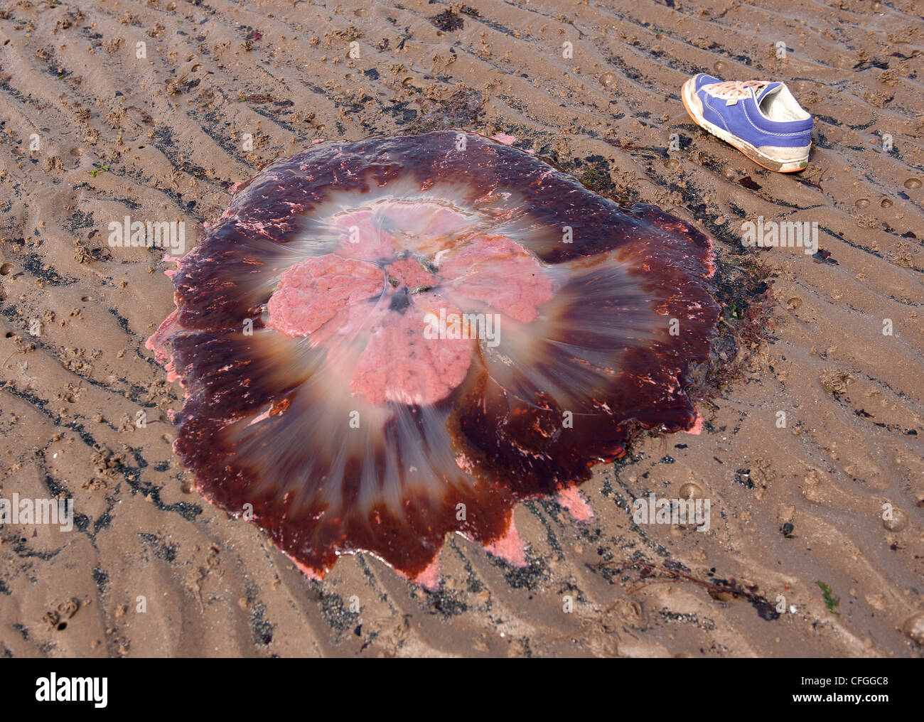 A stranded giant pink and red jelly fish on the sand on a beach beside a shoe showing scale. Stock Photo