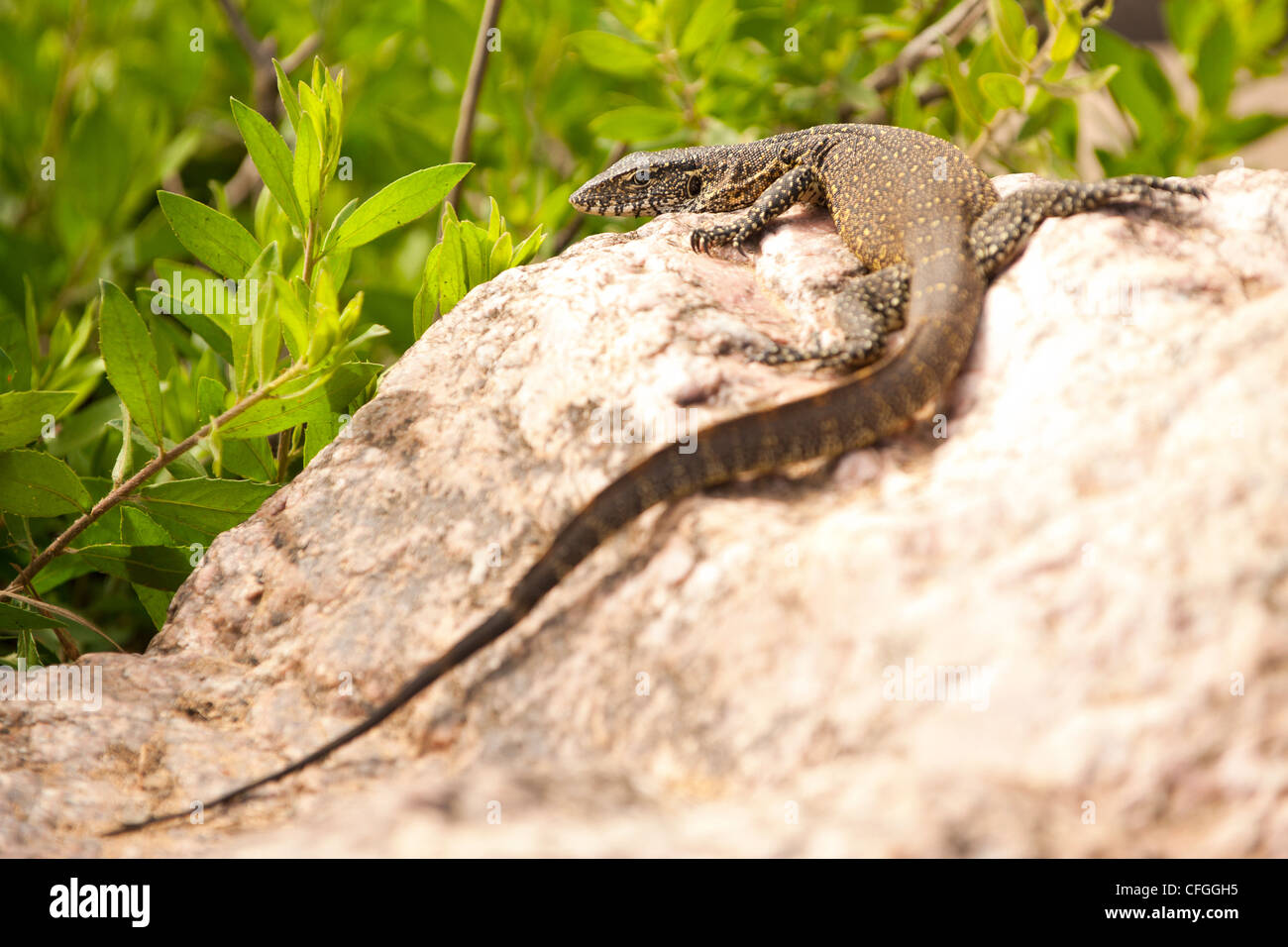 An African Water Monitor Lizard on a rock (Varanus salvator) Stock Photo