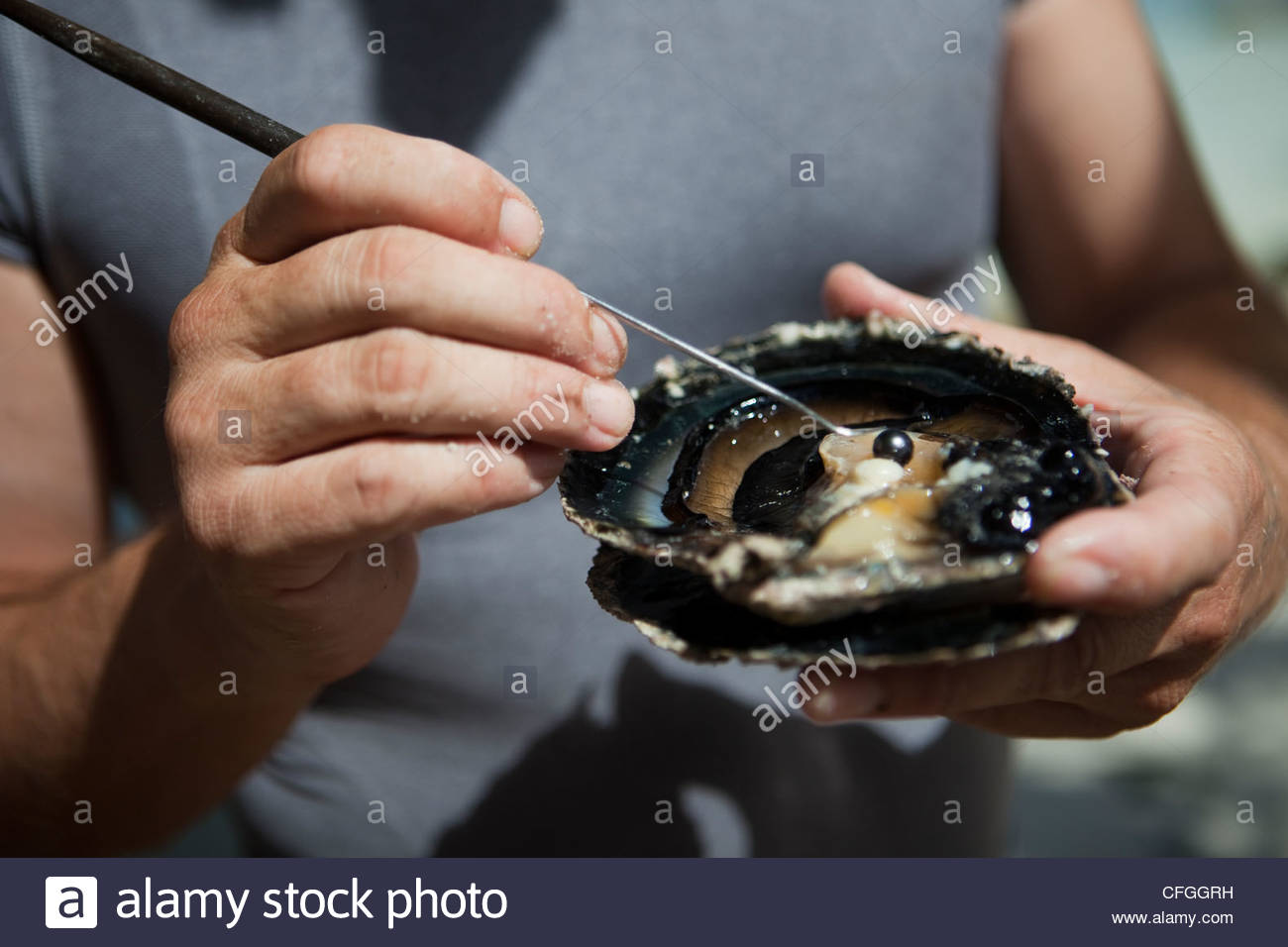Fashion week Pearls Black in oysters pictures for lady Fashion week Pearls Black in oysters pictures for lady