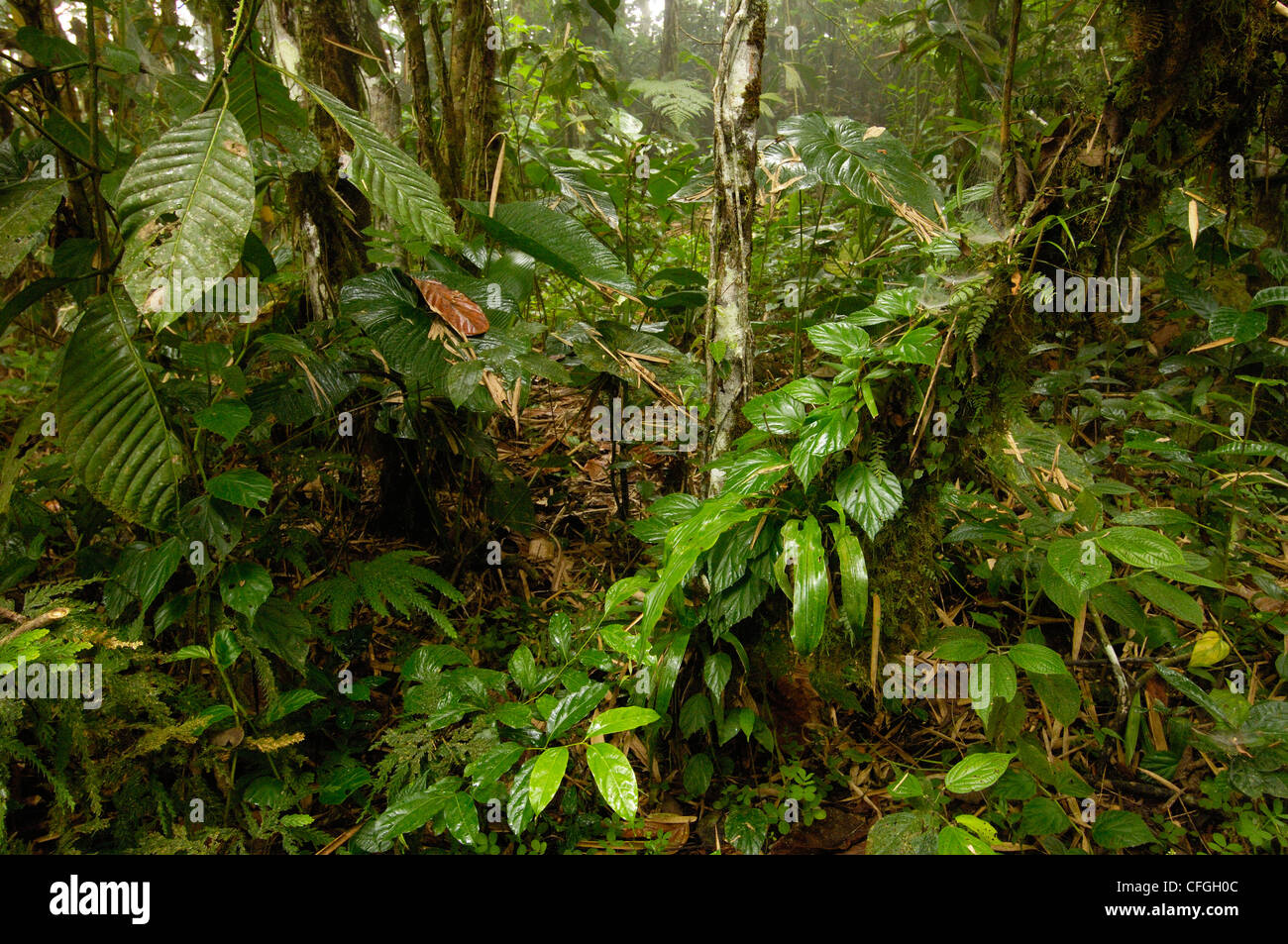Primary forest, Western slope of Andes, Ecuador Stock Photo