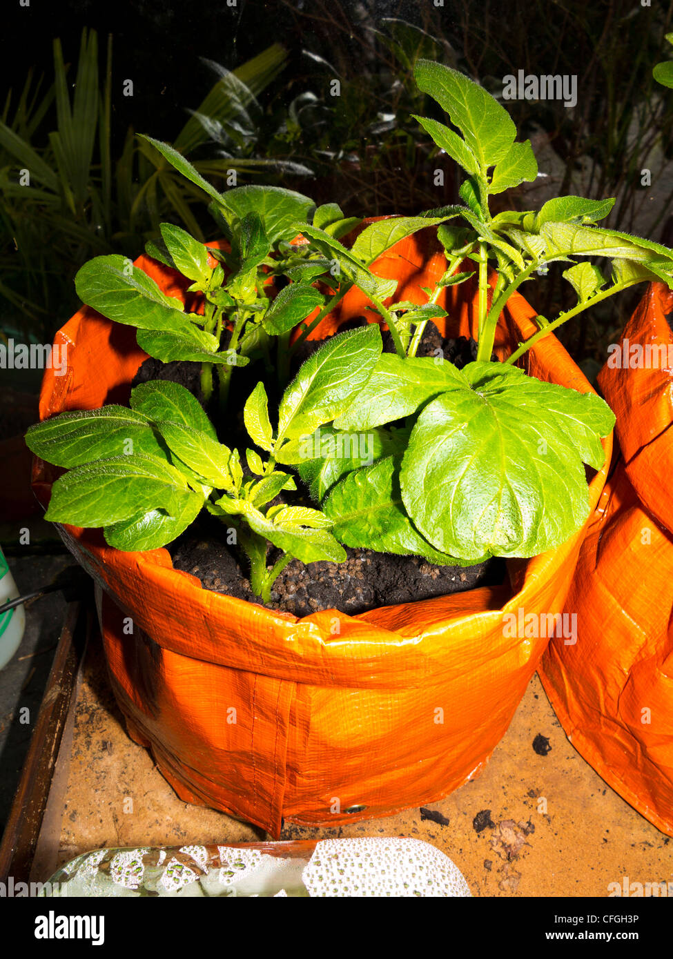 Potatoes growing in a potato bag Stock Photo Alamy