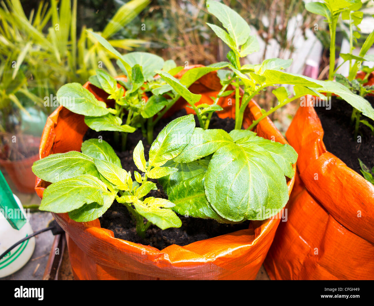 Potatoes growing in a potato bag Stock Photo Alamy