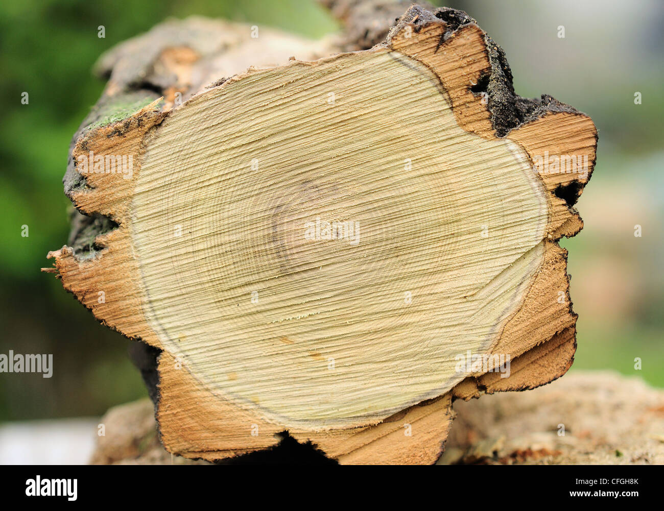 Closeup image of annual rings Stock Photo Alamy