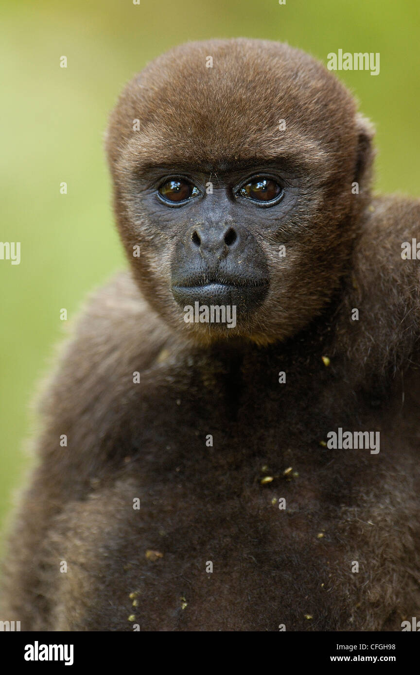 Woolly monkey ecuador hires stock photography and images Alamy