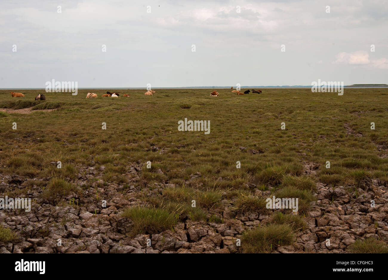 lincolnshire across the wash cattle grazing Stock Photo Alamy
