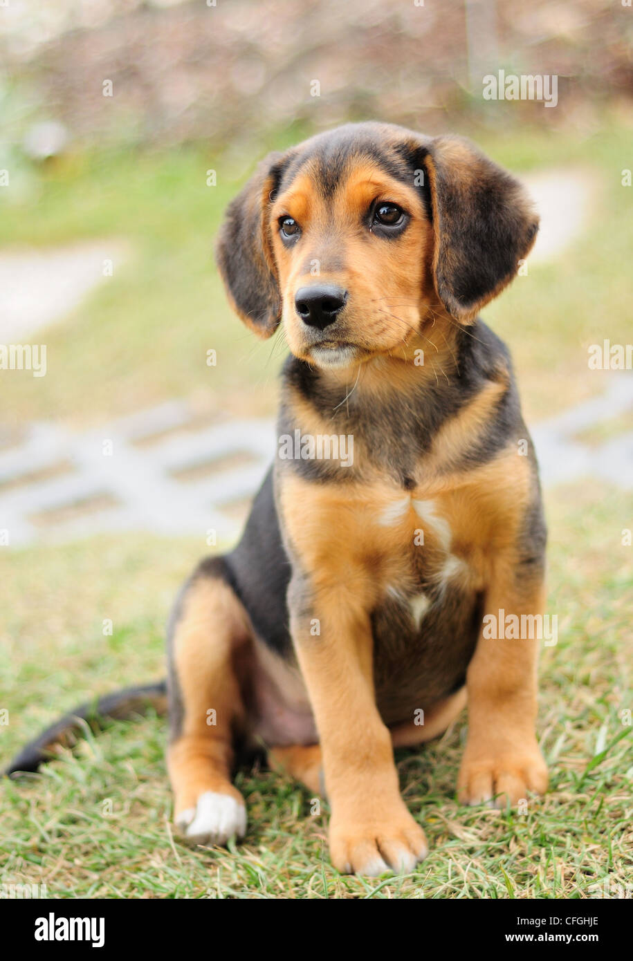 black and brown beagle puppies