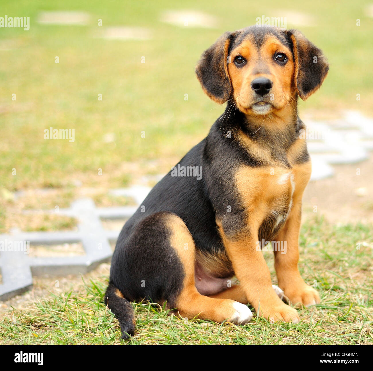 Black beagle dog discount