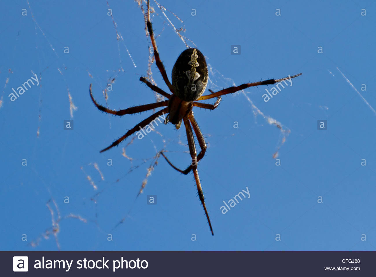 Portrait of a zig-zag spider, an endemic species of the Galapagos. Stock Photo