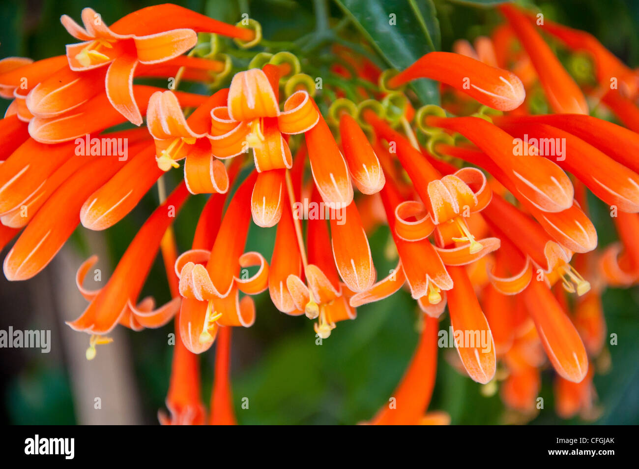 Trumpet flower in the garden Stock Photo Alamy