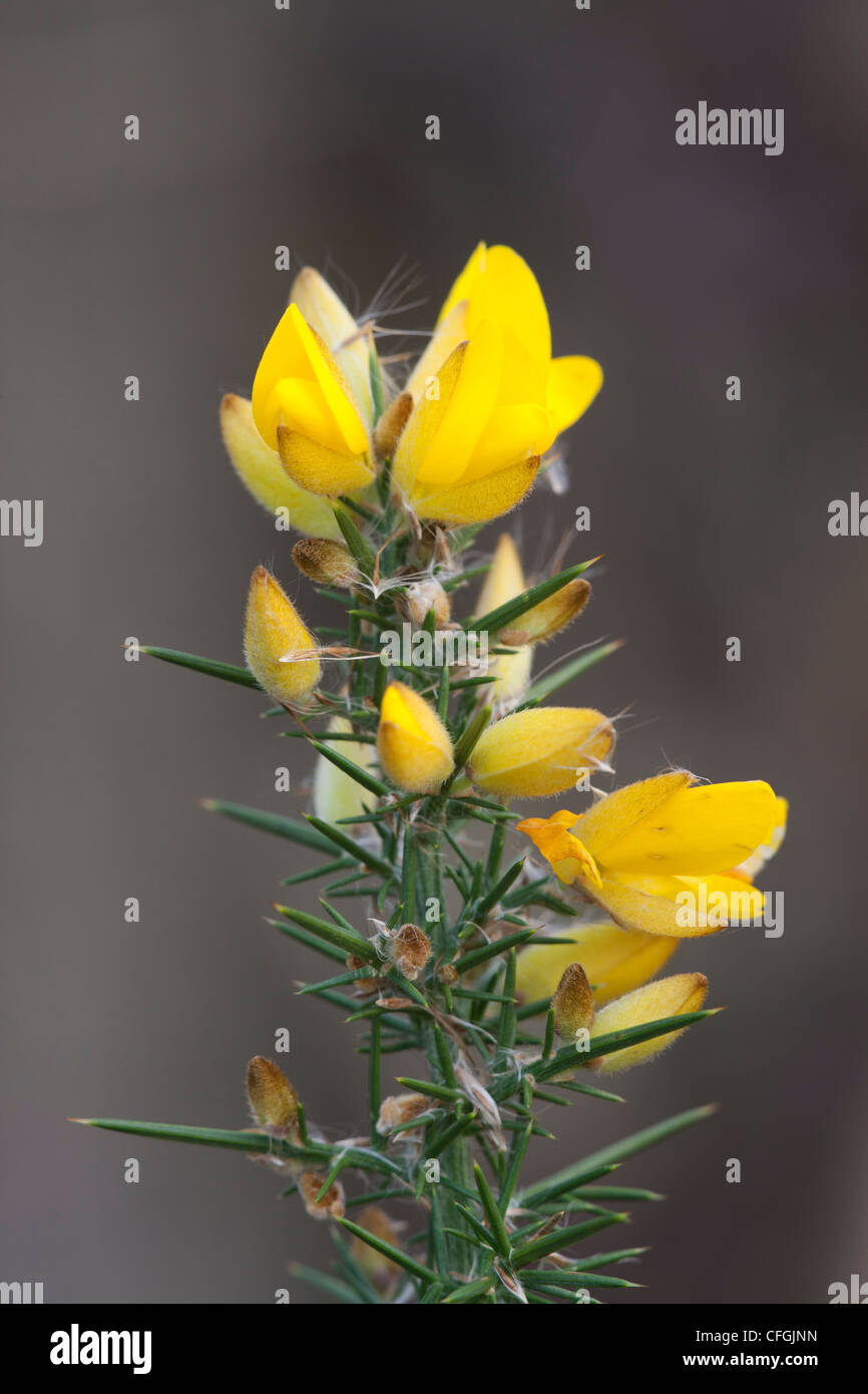 Gorse Ulex europaeus in flower Stock Photo