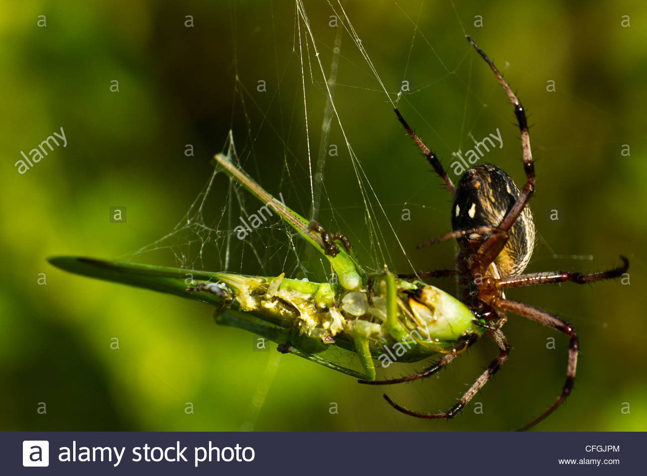 A Galapagos zigzag spider eats an insect caught in its web Stock Photo