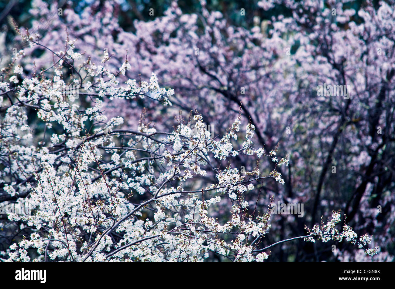 The bright pink translucent blossoms of a prunus plum tree in flower. Stock Photo