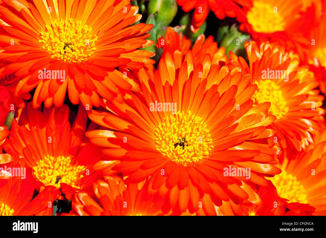 A cluster of bright orange Mesembryanthemum flower petals in the sun. Stock Photo