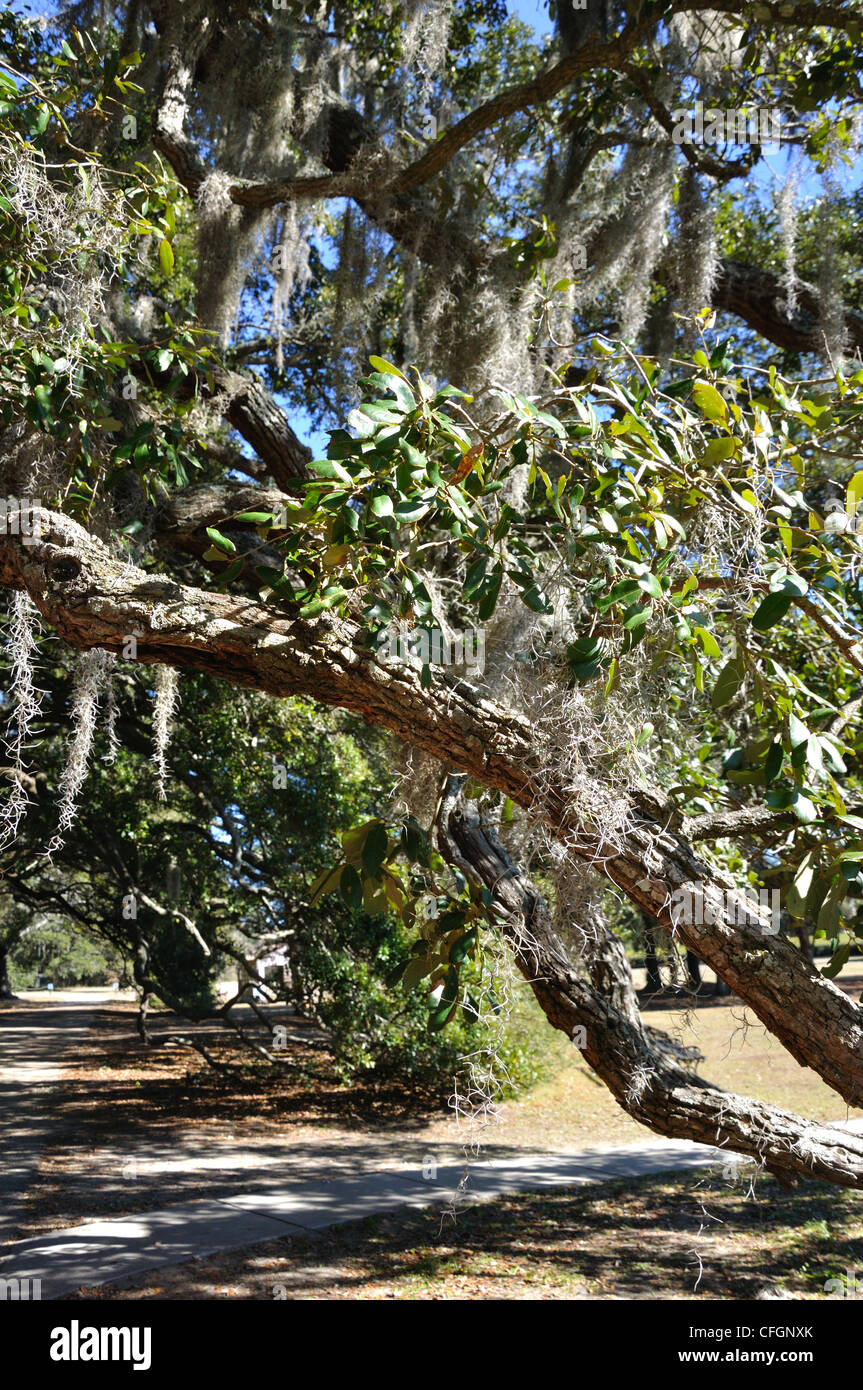 Live oak trees Quercus virginiana South Carolina, USA Stock Photo