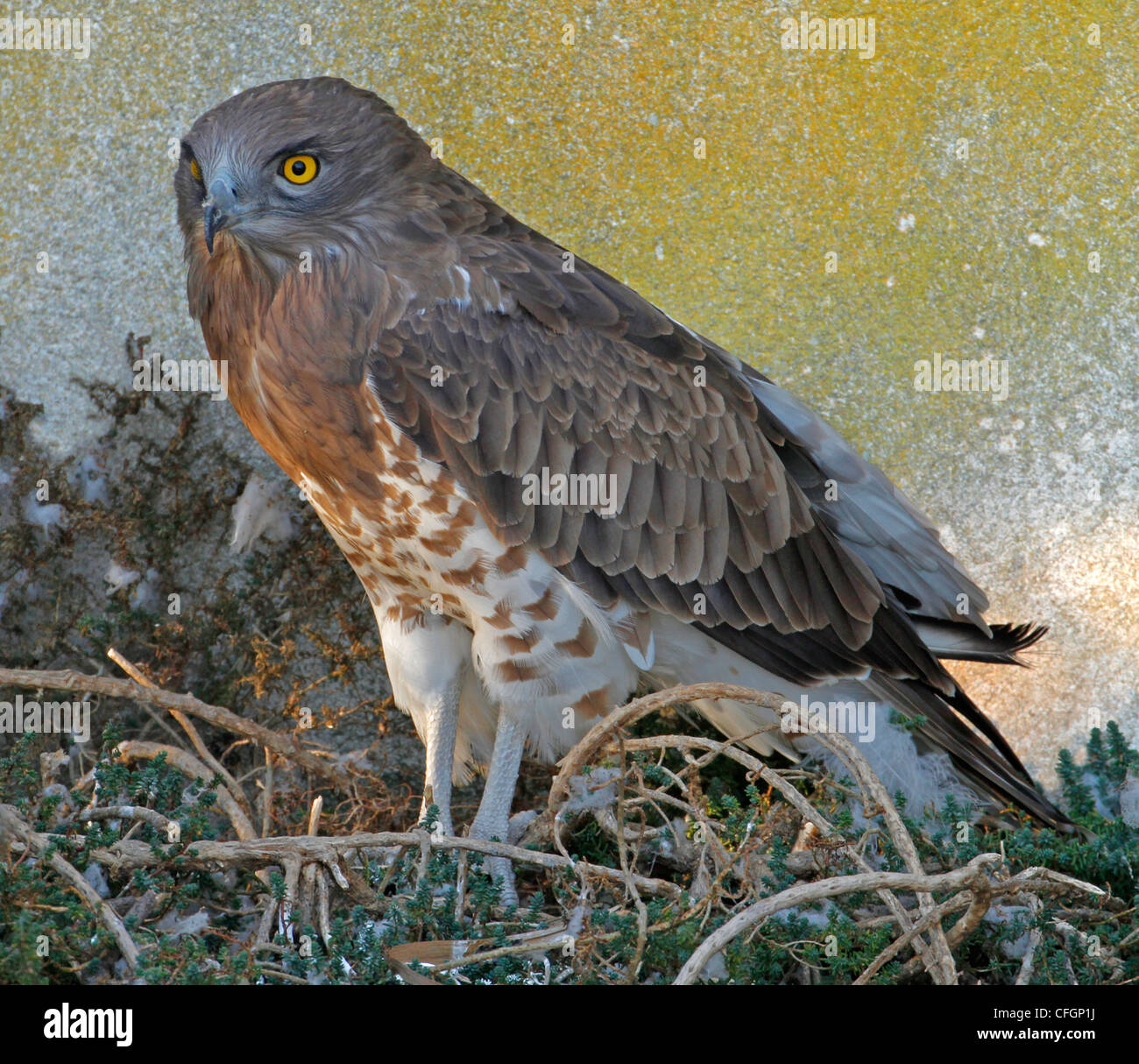 short-toed-snake-eagle-stock-photo-alamy
