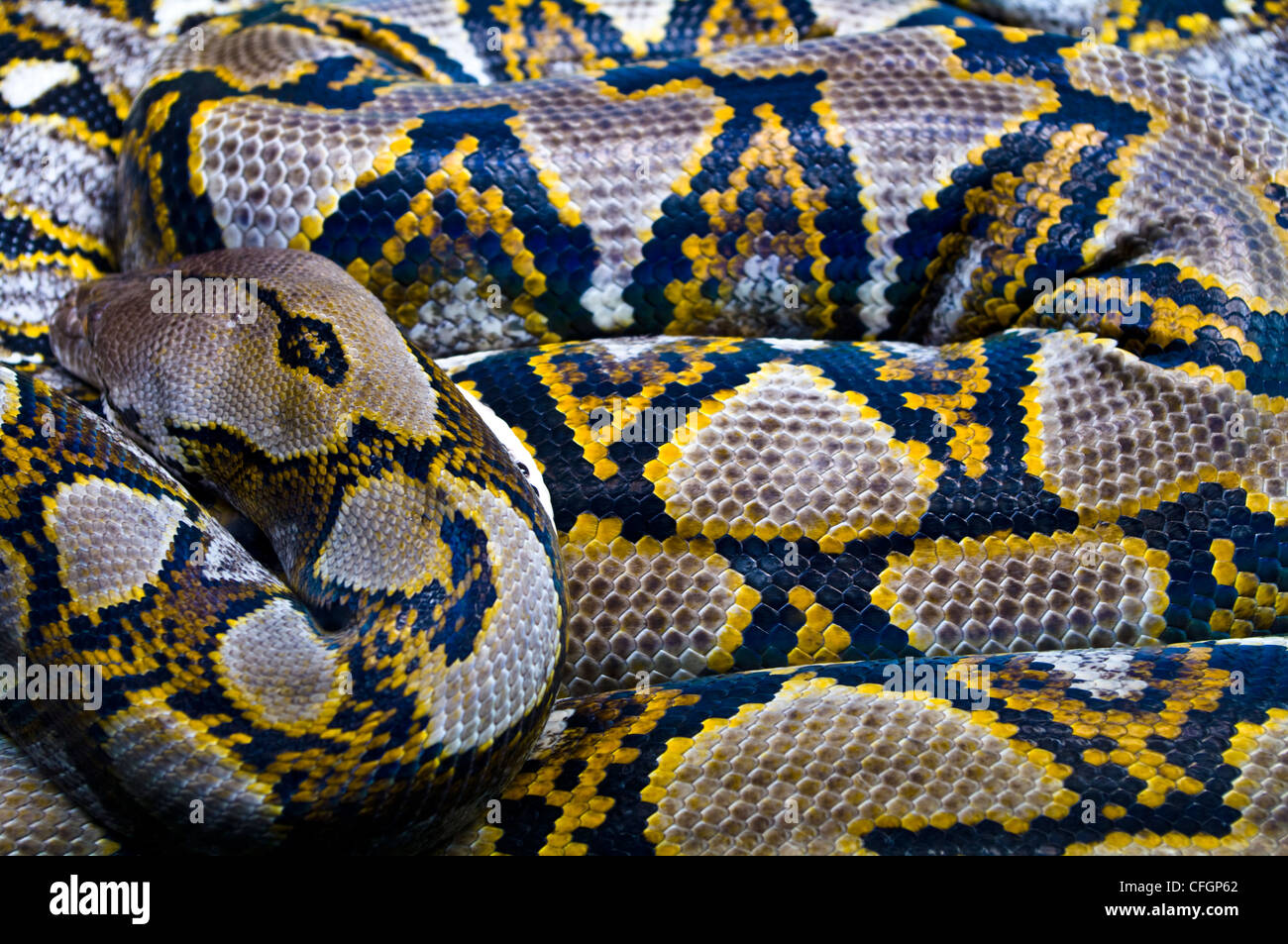 A Reticulated Python rests it's head on it's patterned scaly coils ...