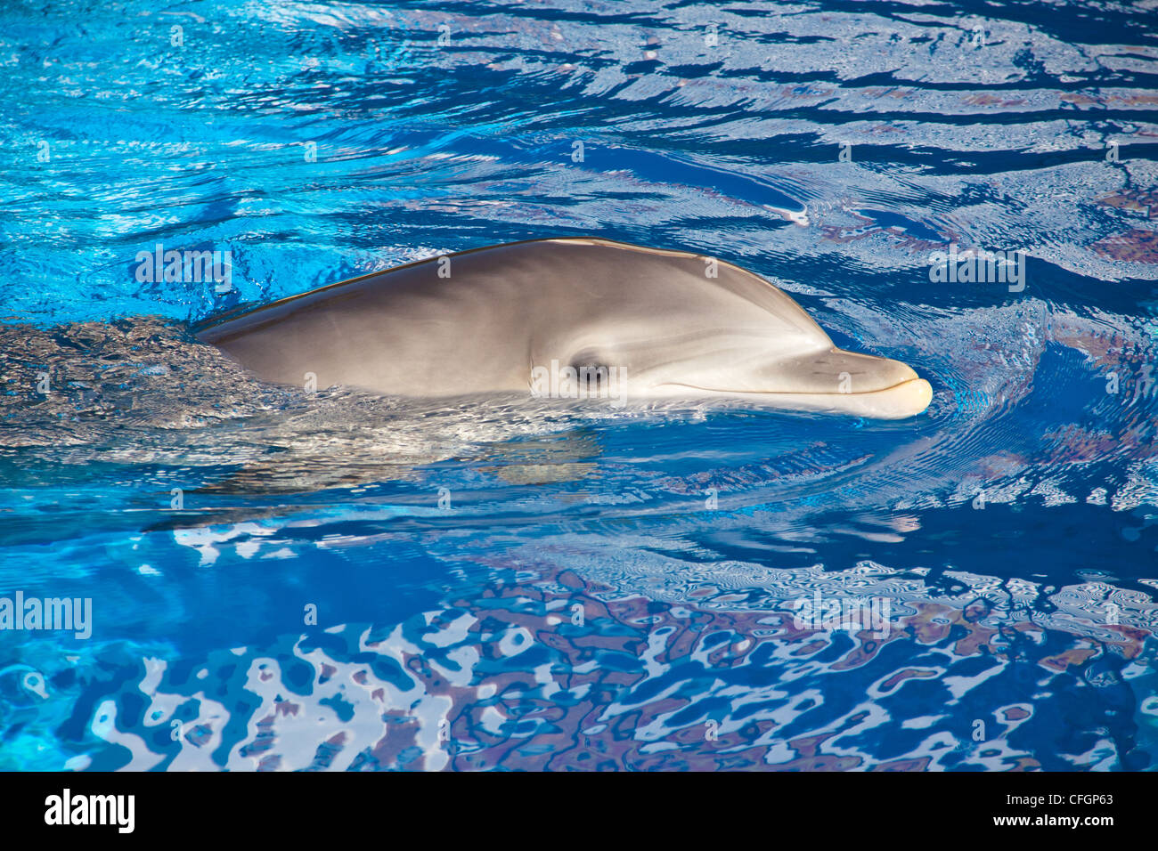 Close up of dolphin at the mirage hotel and casino, las vegas,usa Stock Photo