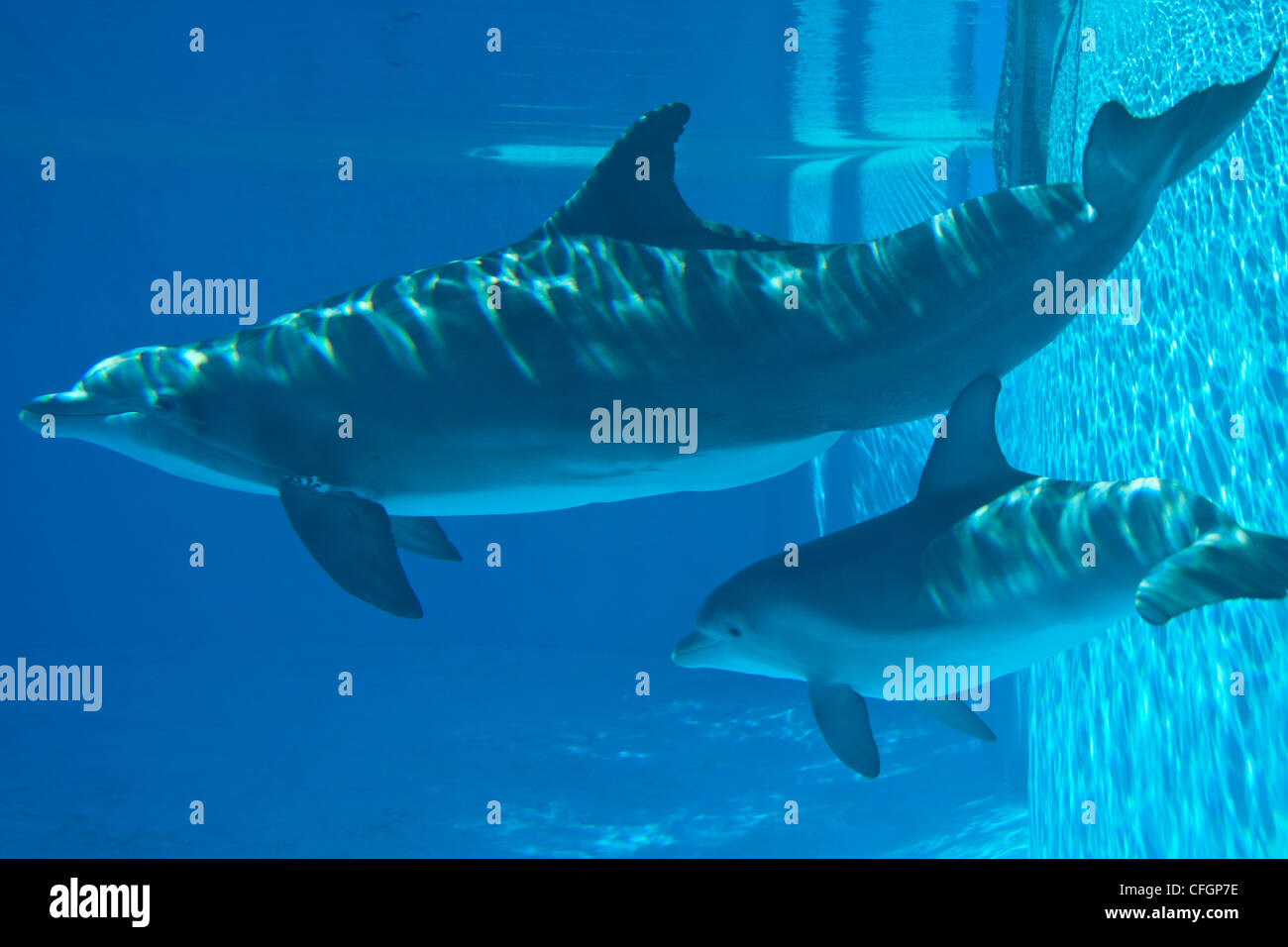 Close up of dolphin at the mirage hotel and casino, las vegas,usa Stock Photo