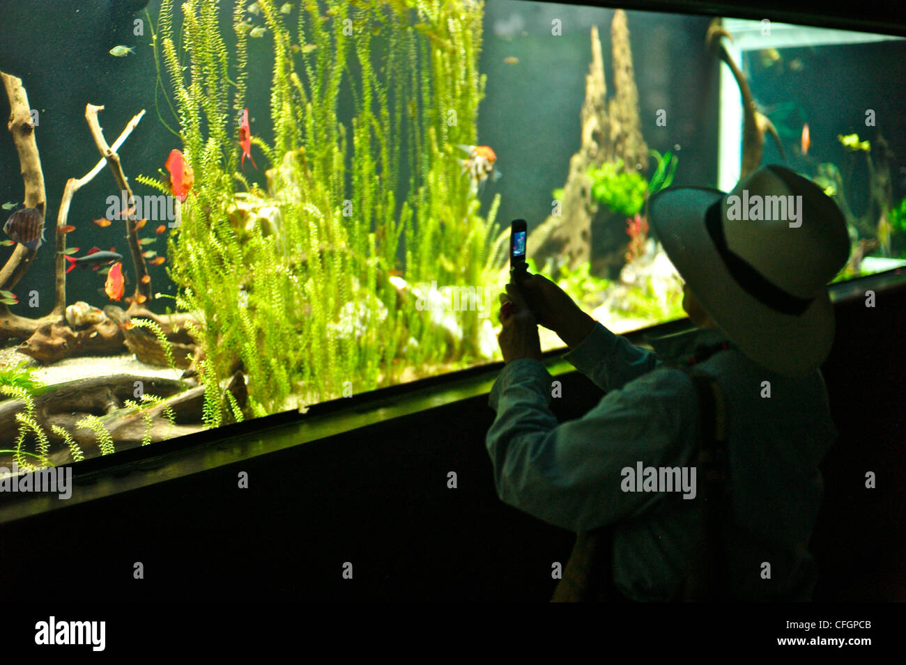 Photographing fish with a cell phone in an aquarium at Parque Explora. Stock Photo