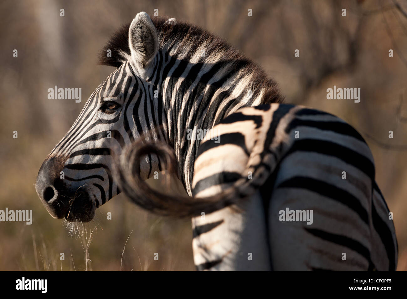 Common , Plains or Burchell's Zebra (Equus quagga burchellii Stock ...