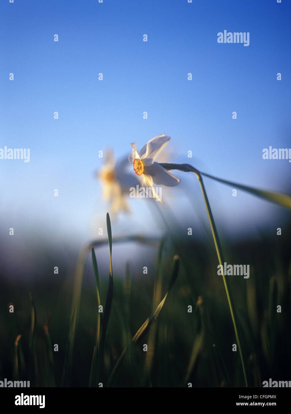 Spring daffodils in the warm light of sunset Stock Photo