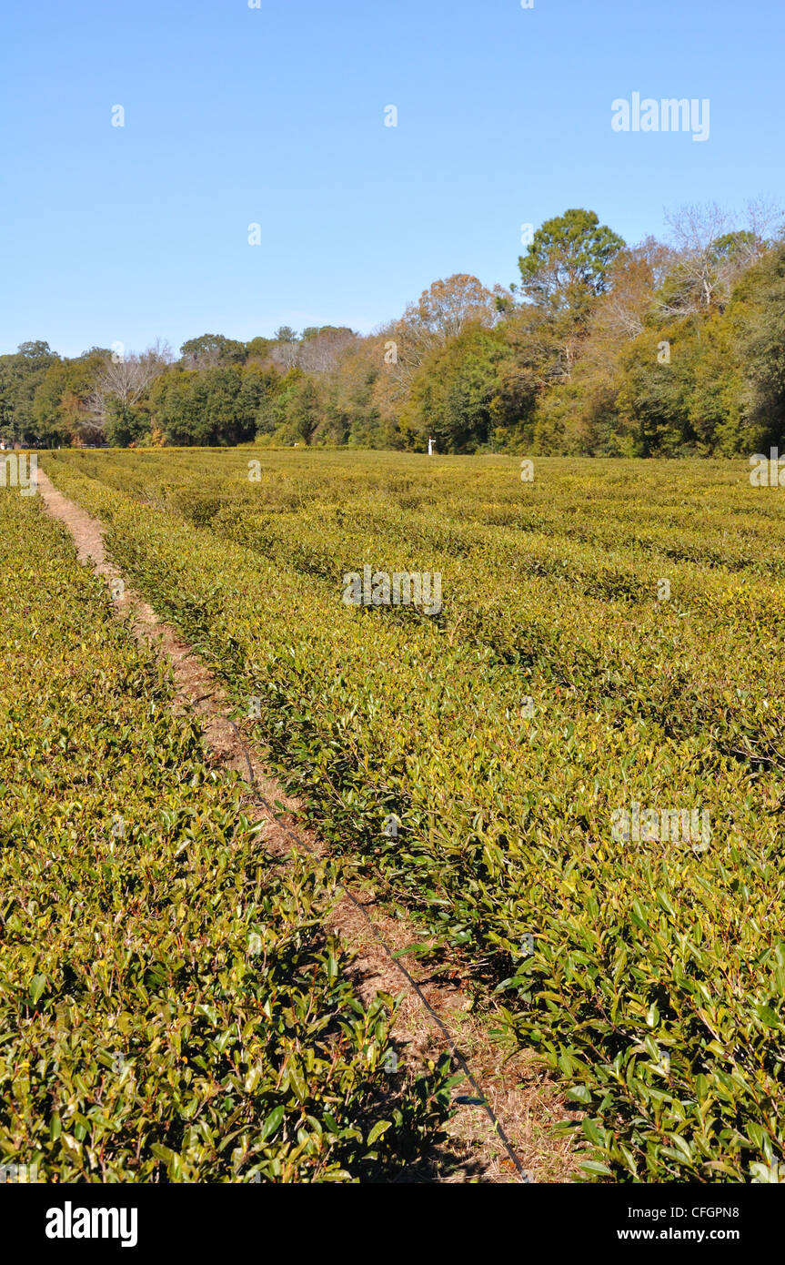 The Charleston Tea Plantation, South Carolina the only place in the